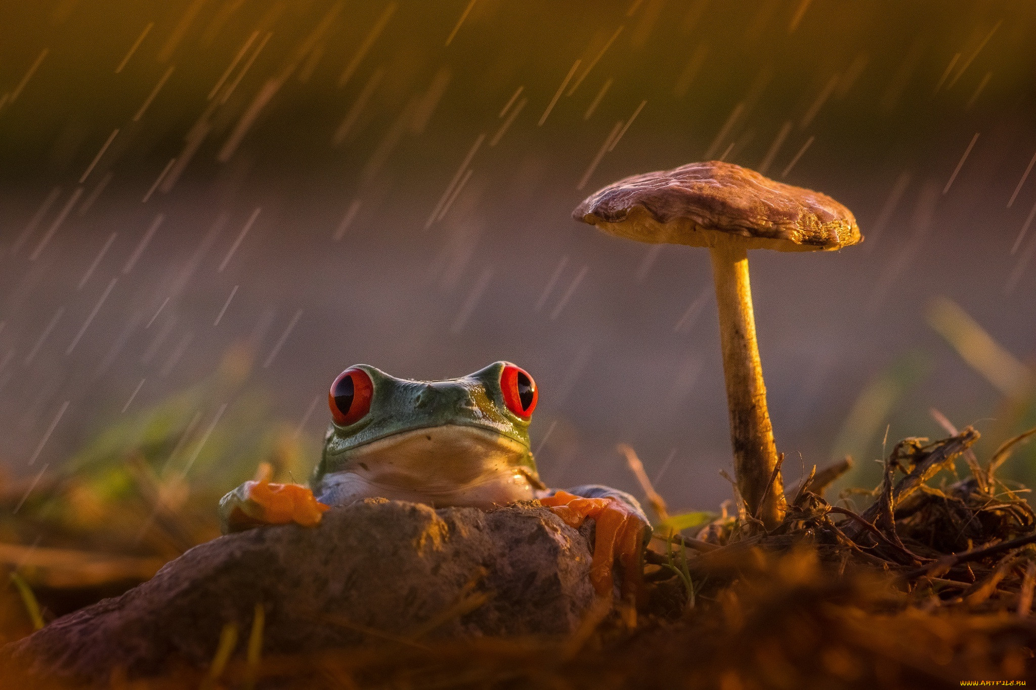, , , frog, orange, red, eyes, mushroom, rain, , , , , , , , , colourfull, , , , beauty